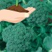 Waltham 29 Broccoli Seeds - Non-GMO Bulk Heirloom Seed for Growing Microgreens, Vegetable Gardening, Garden Salad Garnishes, More (5 Lb)   565432079